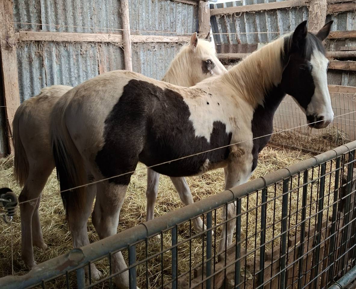 Poulain pie tobiano noir &oelig;il bleu. Pour loisir