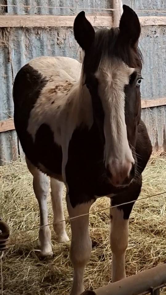 Poulain pie tobiano noir &oelig;il bleu. Pour loisir