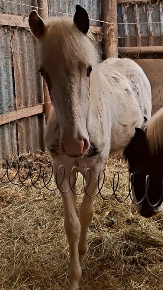 Poulain tovero noir 2025 &ndash; cheval de loisir &ndash;