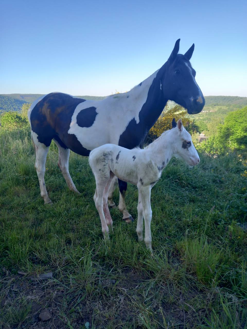 Poulain tovero noir 2025 &ndash; cheval de loisir &ndash;
