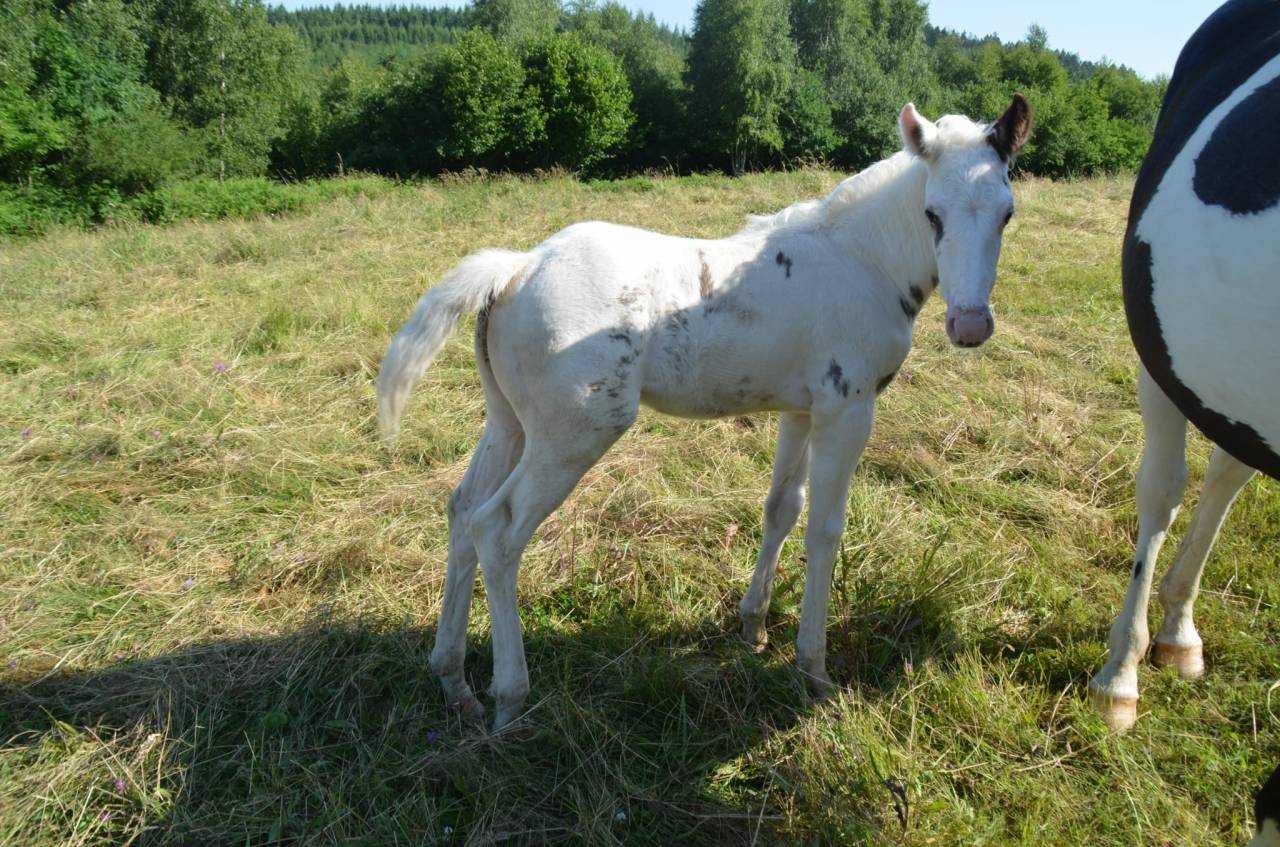 Poulain tovero noir 2025 &ndash; cheval de loisir &ndash;