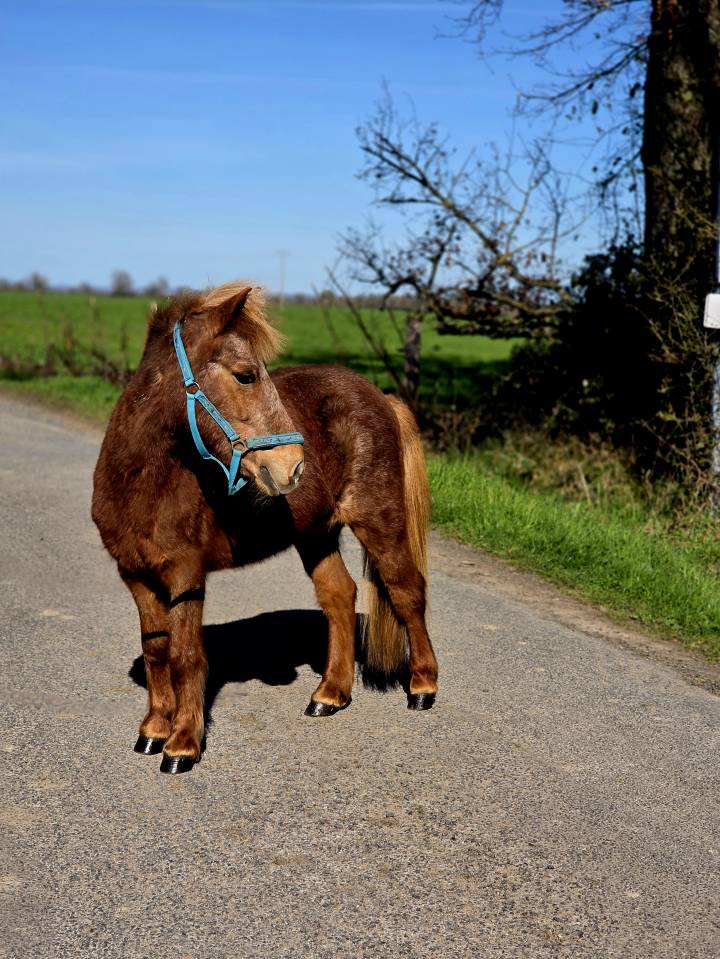 Ponette de confiance et d'exp&eacute;rience 