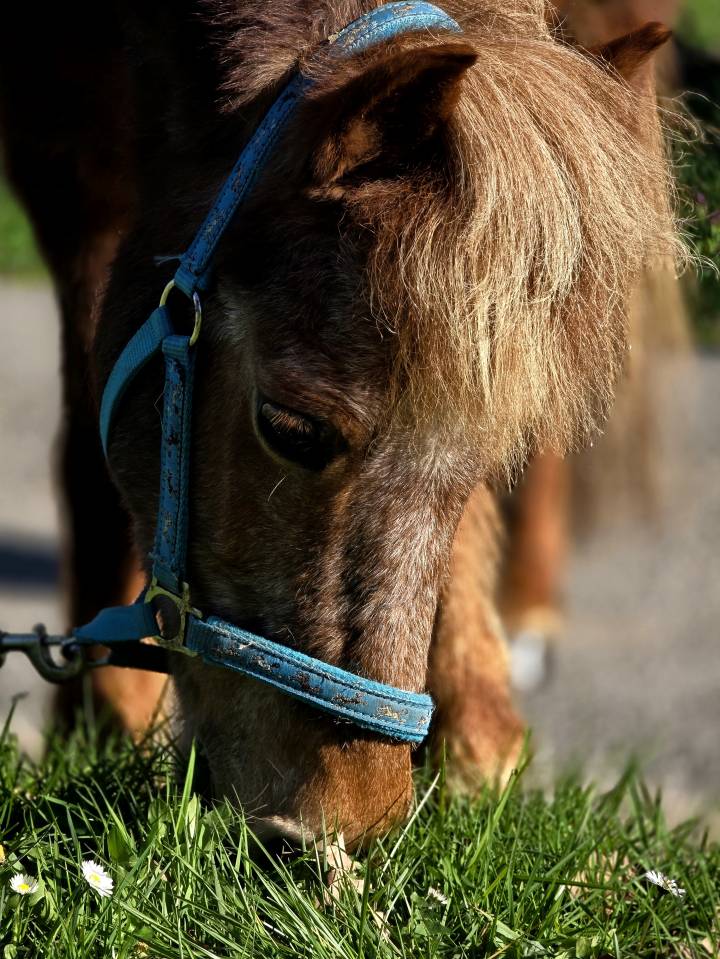 Ponette de confiance et d'exp&eacute;rience 