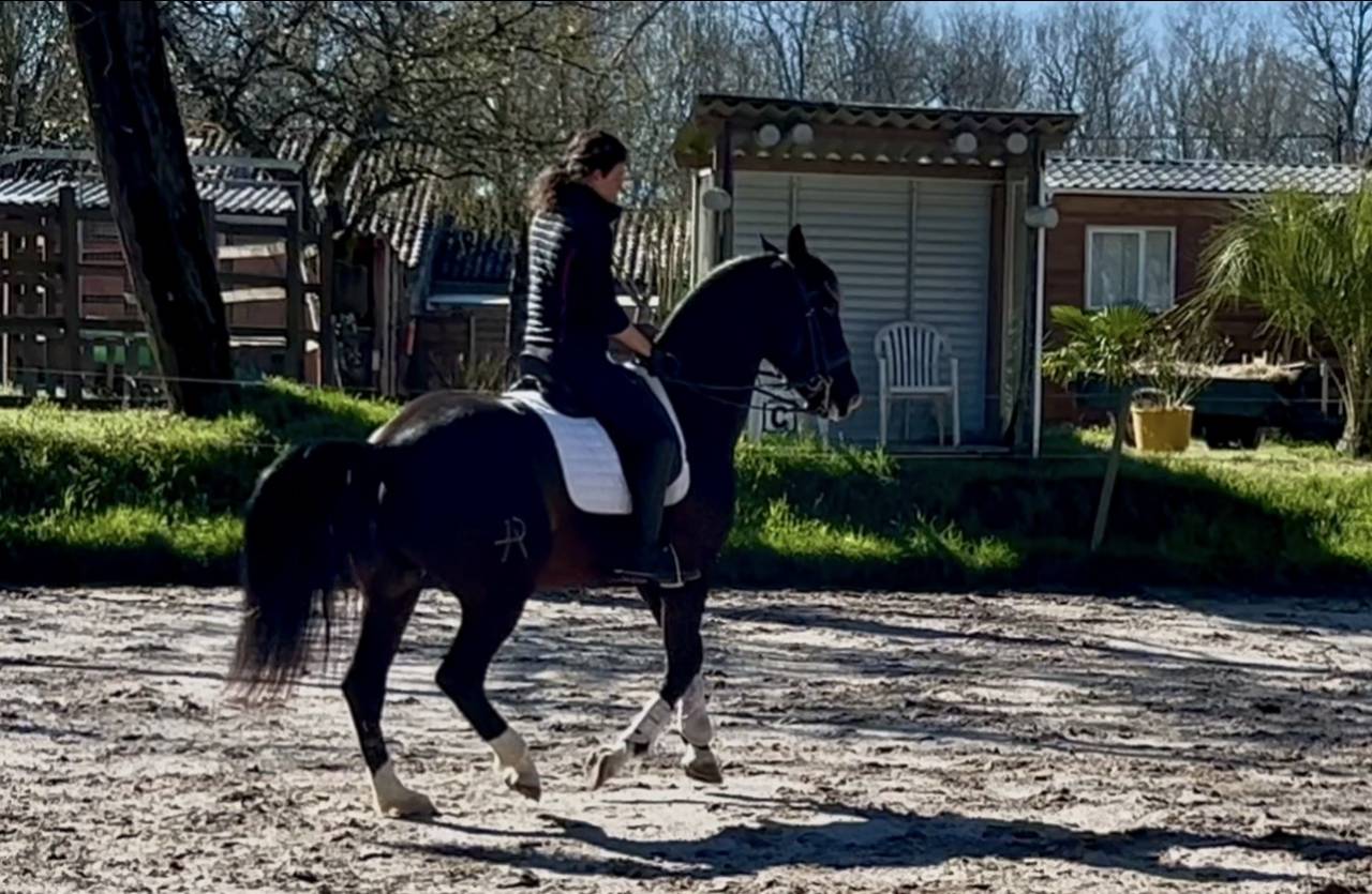 Hongre noir crois&eacute; lusitanien 