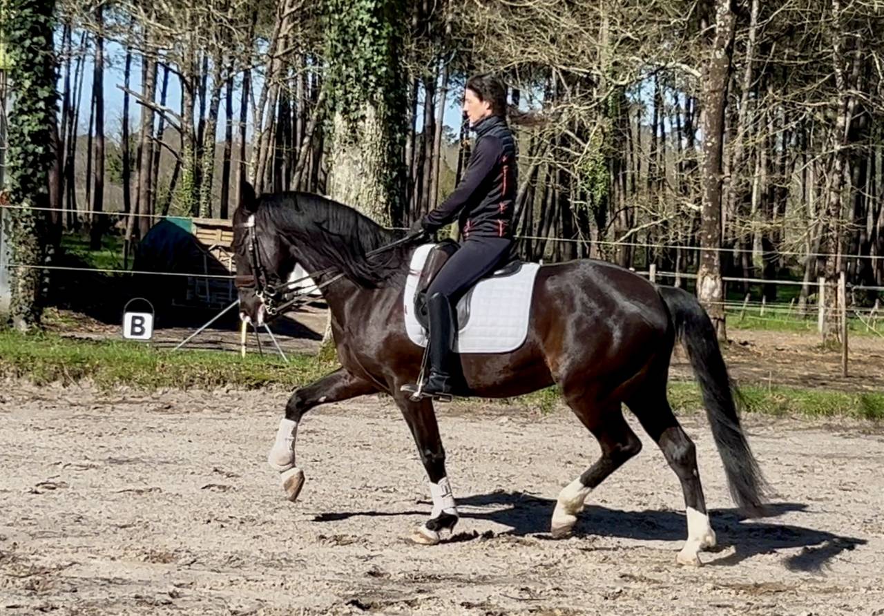 Hongre noir crois&eacute; lusitanien 