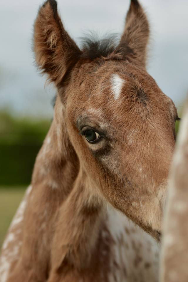 Qismat Du Layon poulain Nez Perce