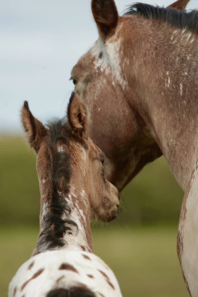 Qismat Du Layon poulain Nez Perce
