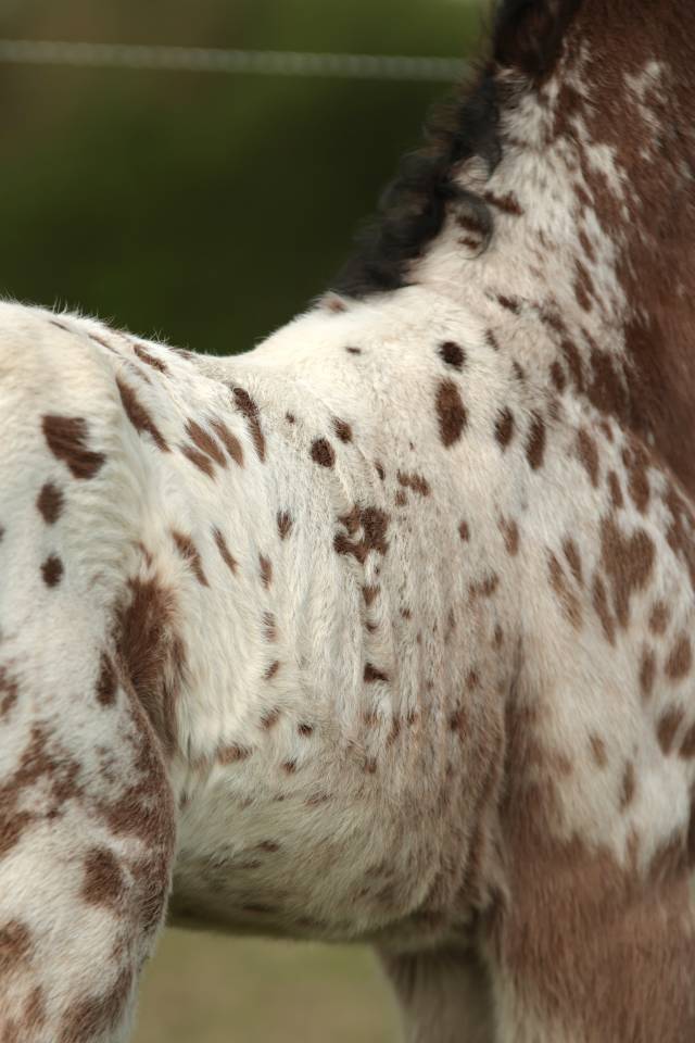 Qismat Du Layon poulain Nez Perce