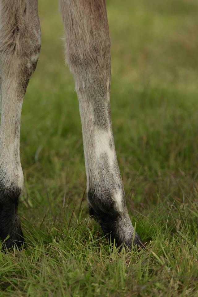 Qismat Du Layon poulain Nez Perce
