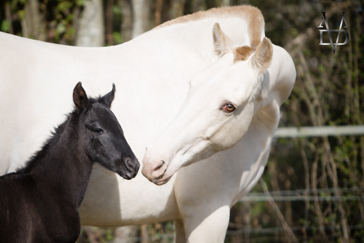 Superbe pouliche PRE noire Prl ou noire Cr