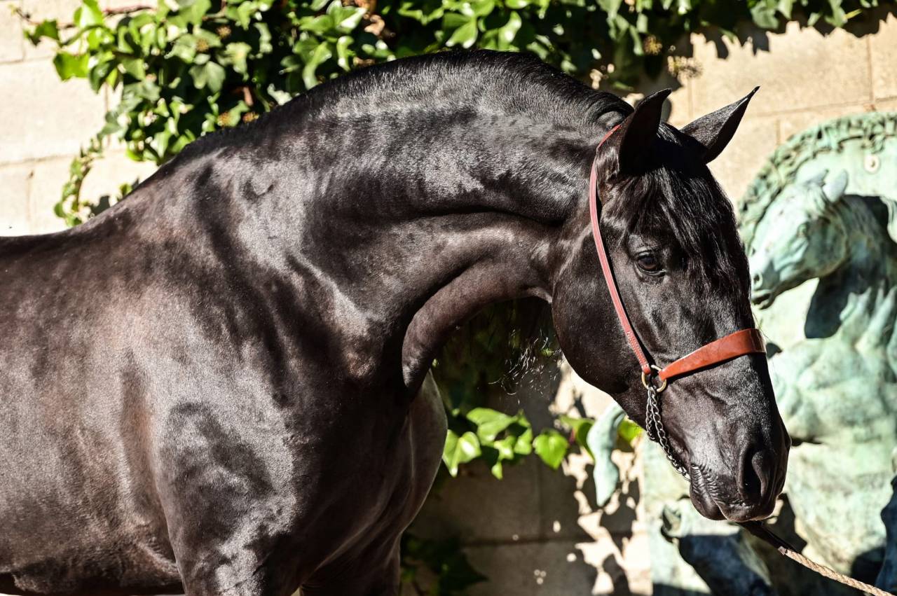 Pouliche PRE noire Prl ou noire Cr &agrave; vendre
