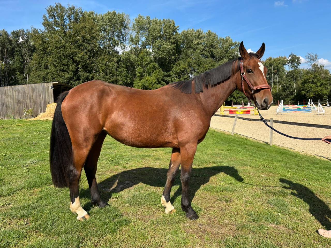 Jument de 4 ans, belles allures, id&eacute;ale amateur