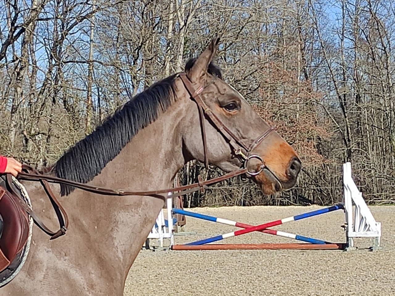 Jument de 4 ans, belles allures, id&eacute;ale amateur