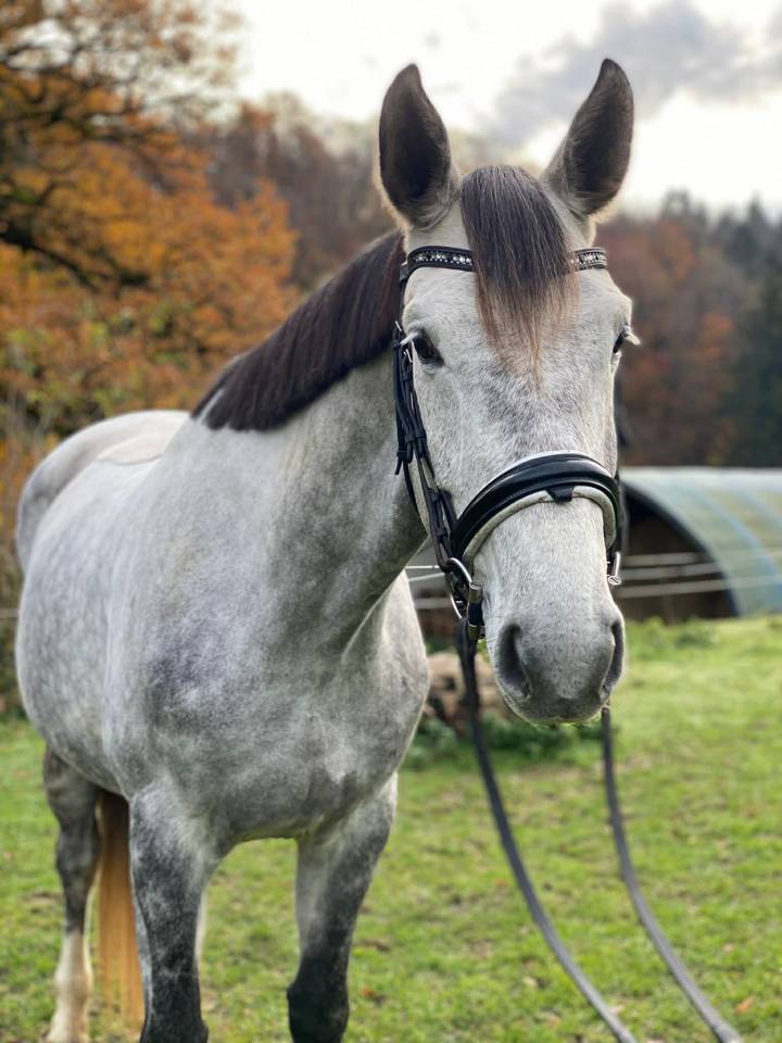 Jument - Hanovrienne - 5 ans - dressage - France
