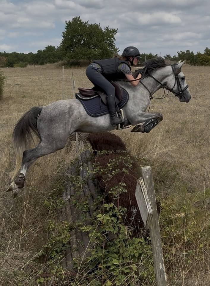 Poney de 6 ans PFS - 148cm - fils de UHELEM DE SEILLE