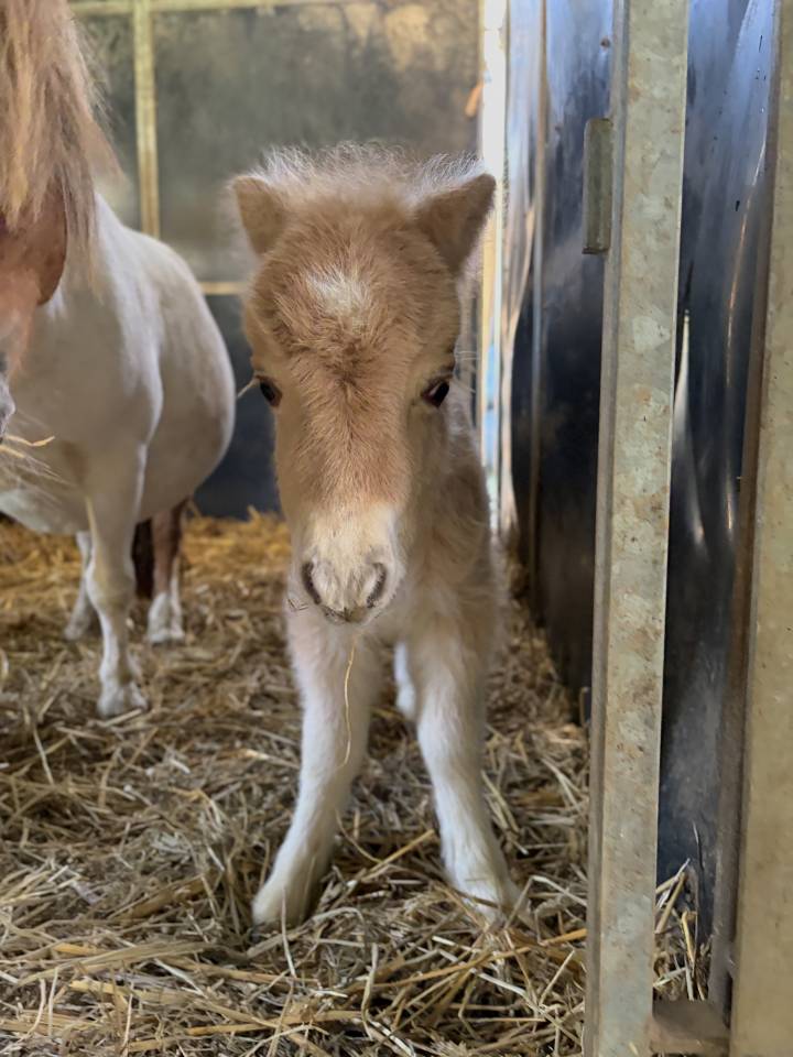 Poulain shetland m&acirc;le &agrave; r&eacute;server 