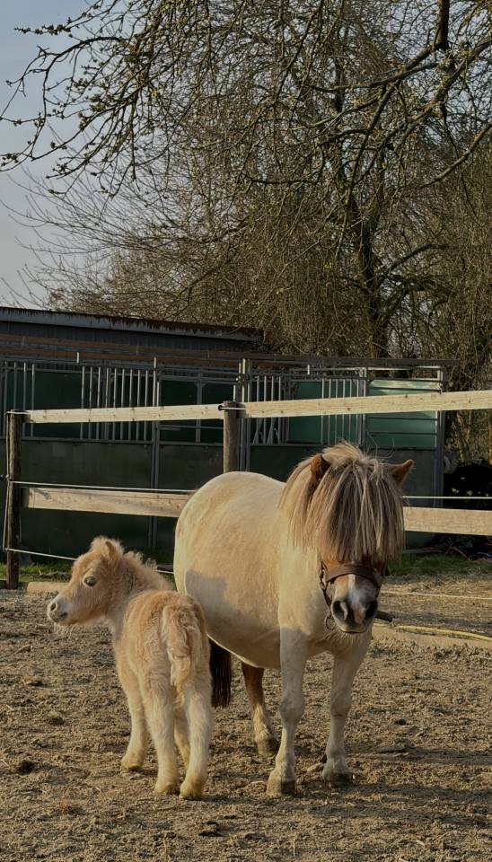 Poulain shetland m&acirc;le &agrave; r&eacute;server 