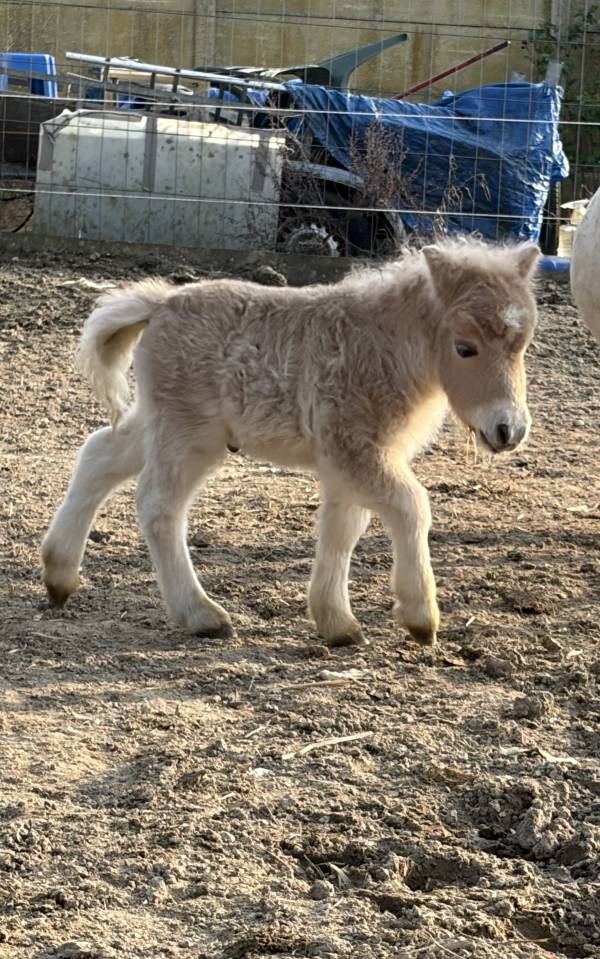 Poulain shetland m&acirc;le &agrave; r&eacute;server 