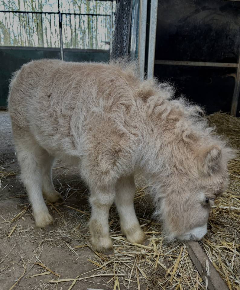 Poulain shetland m&acirc;le &agrave; r&eacute;server 