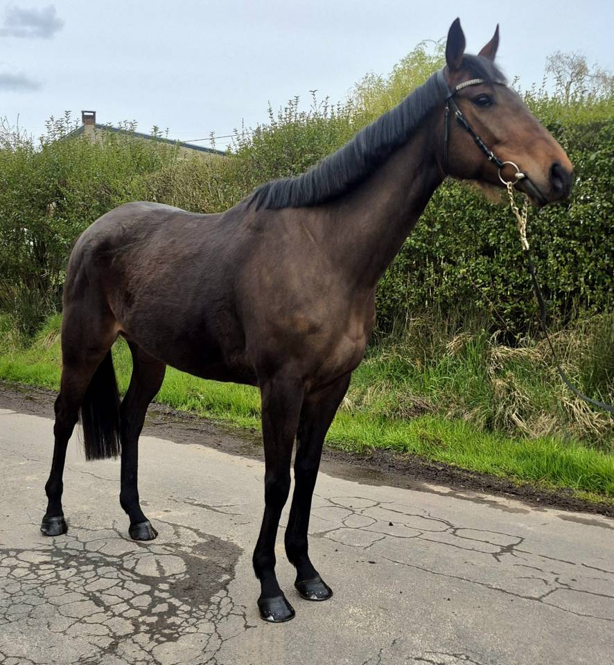 Gentille ~ Jument PP PS ~  6 ans ~ Polyvalente 