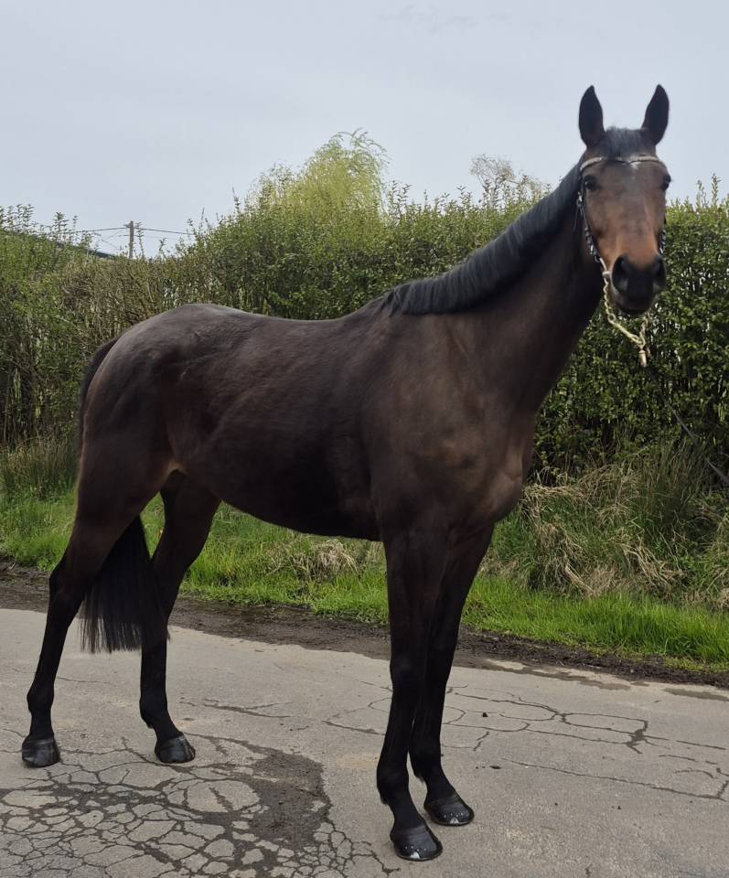 Gentille ~ Jument PP PS ~  6 ans ~ Polyvalente 