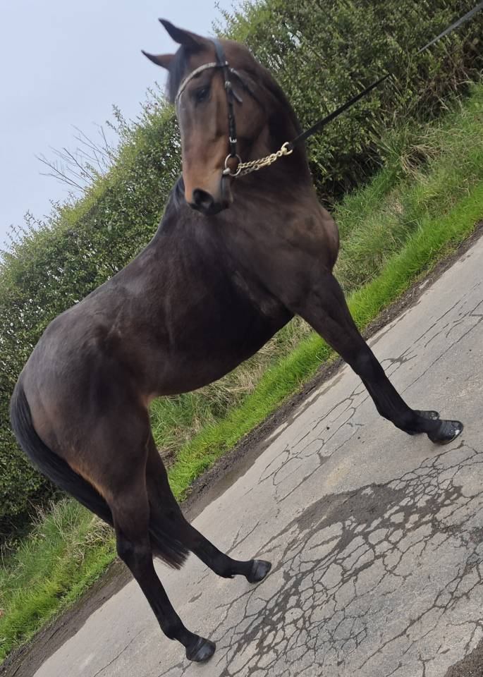 Gentille ~ Jument PP PS ~  6 ans ~ Polyvalente 