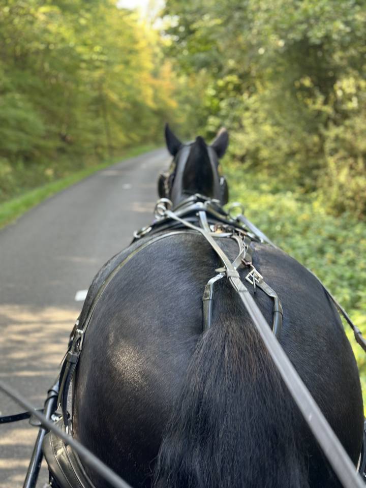 Belle propri&eacute;t&eacute; &eacute;questre + G&icirc;tes