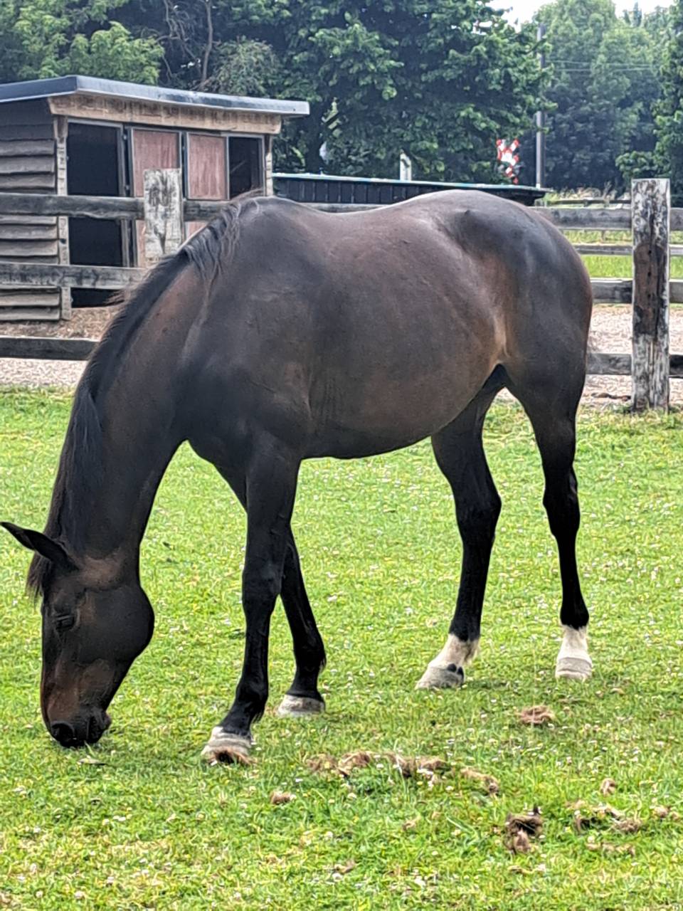 Jument Oldenbourg &agrave; vendre 