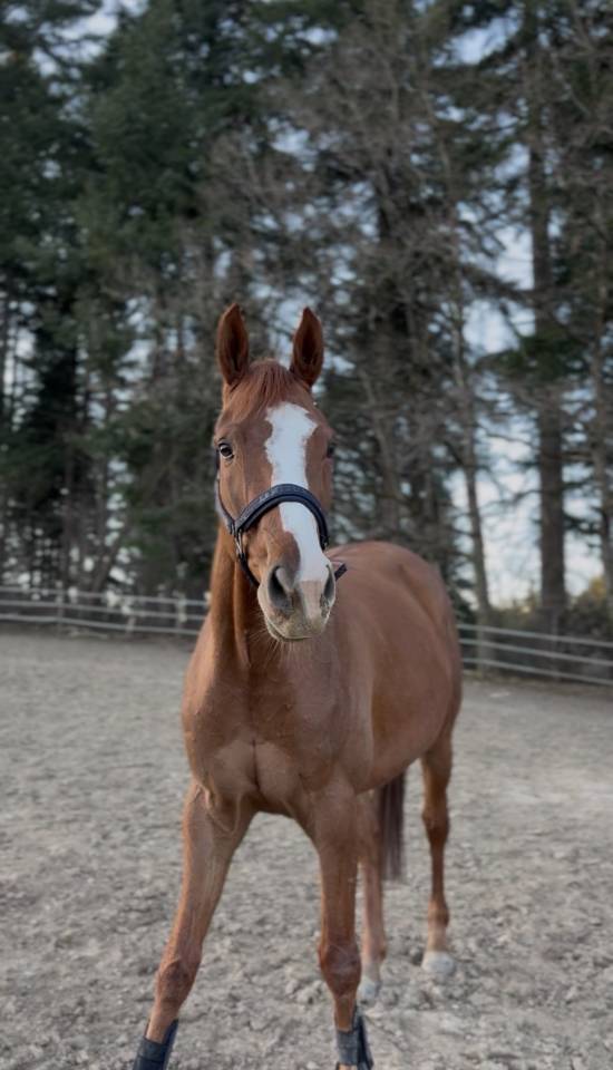 Hongre de 5 ans &agrave; vendre 