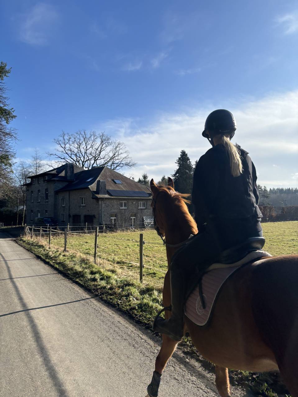 Hongre de 5 ans &agrave; vendre 