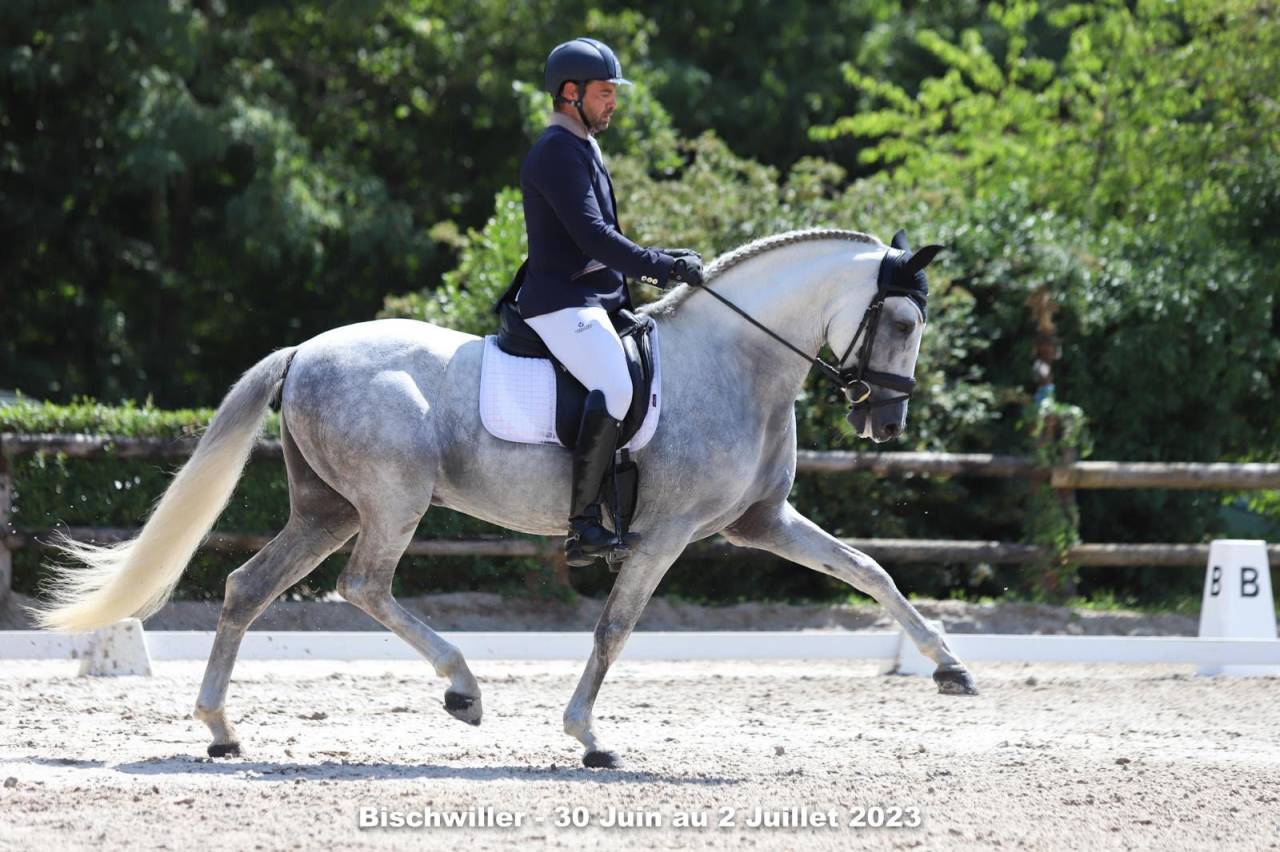 Entier -PRE -15 ans - Dressage- France
