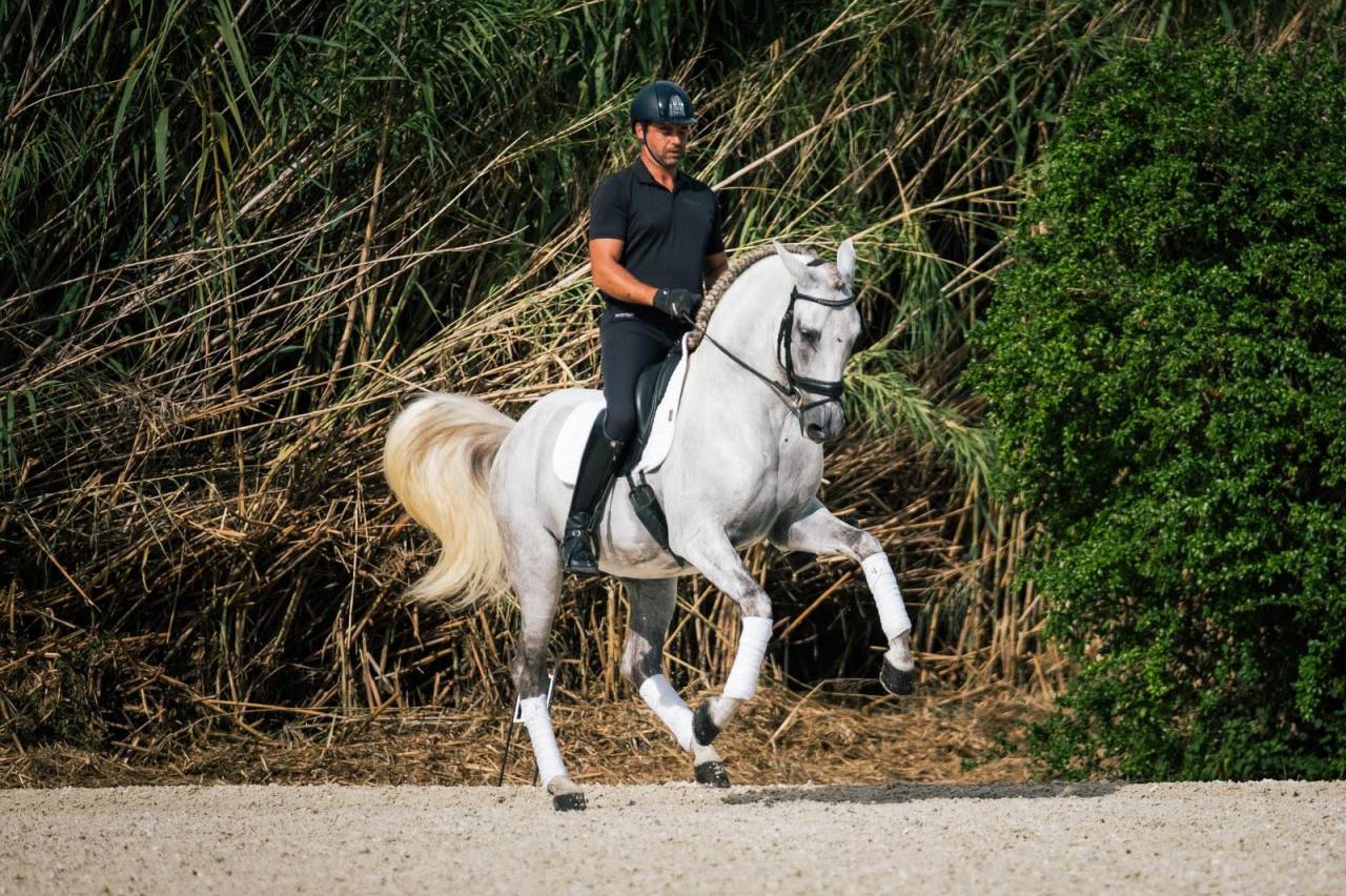 Entier -PRE -15 ans - Dressage- France