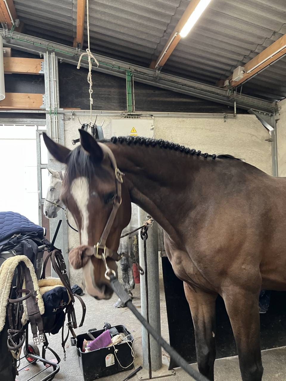 Magnifique hongre jobolonsky x landor s