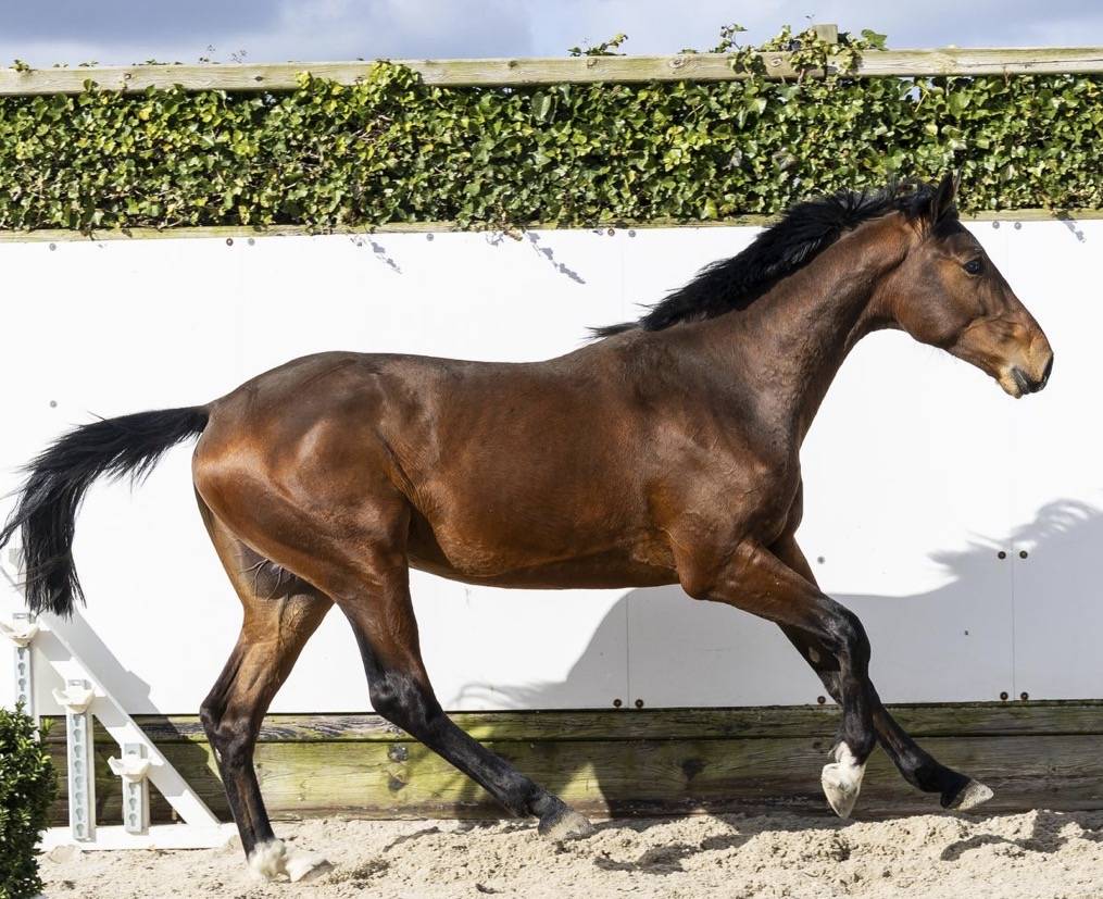 Cheval de sport de 2 ans 