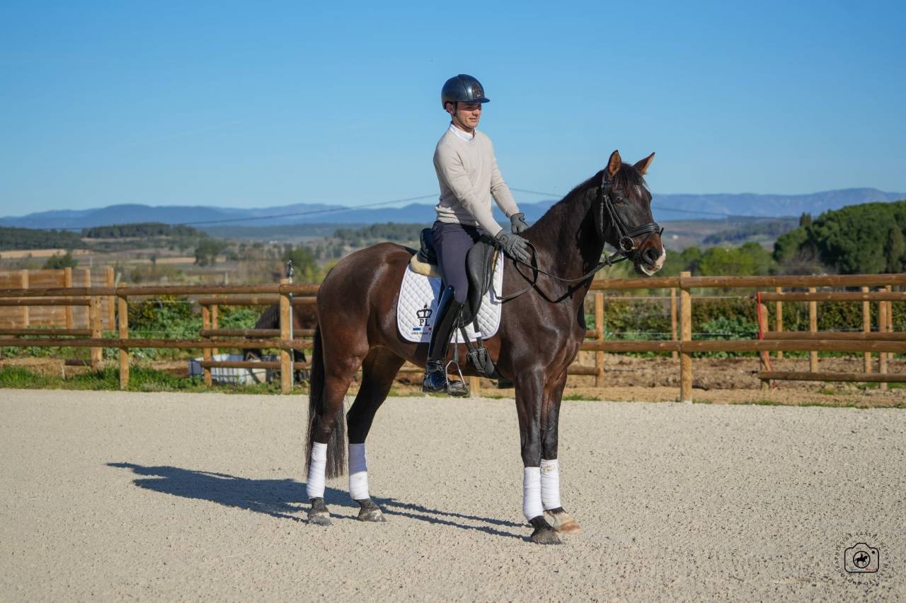 Jument - KWPN  - 6 ans - Dressage - France