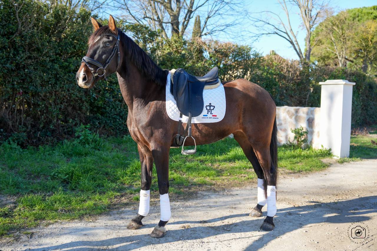 Jument - KWPN  - 6 ans - Dressage - France