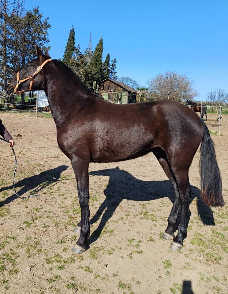  Vente pouliche Pure Race Espagnole 