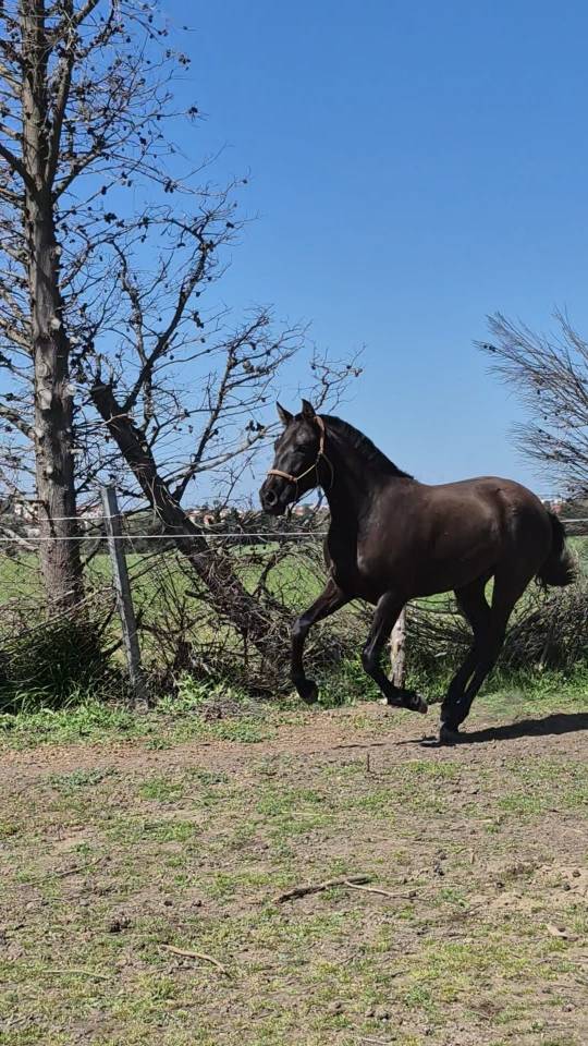  Vente pouliche Pure Race Espagnole 