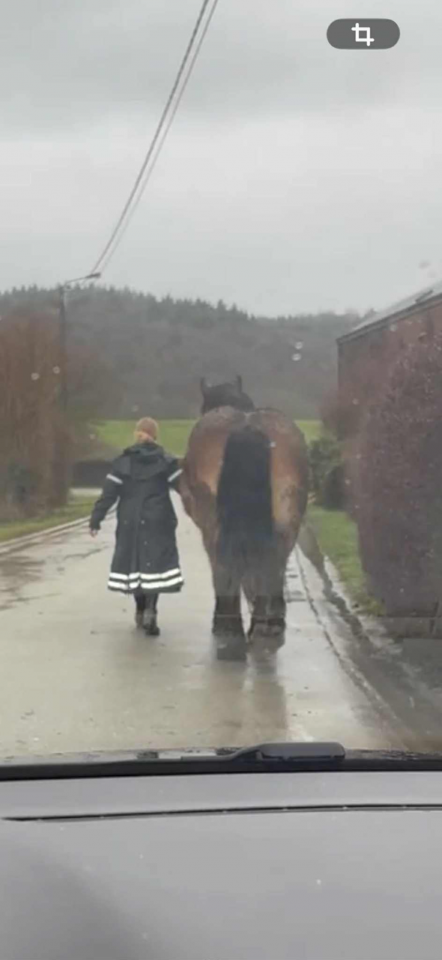 Jument trait Ardennais plein papier  