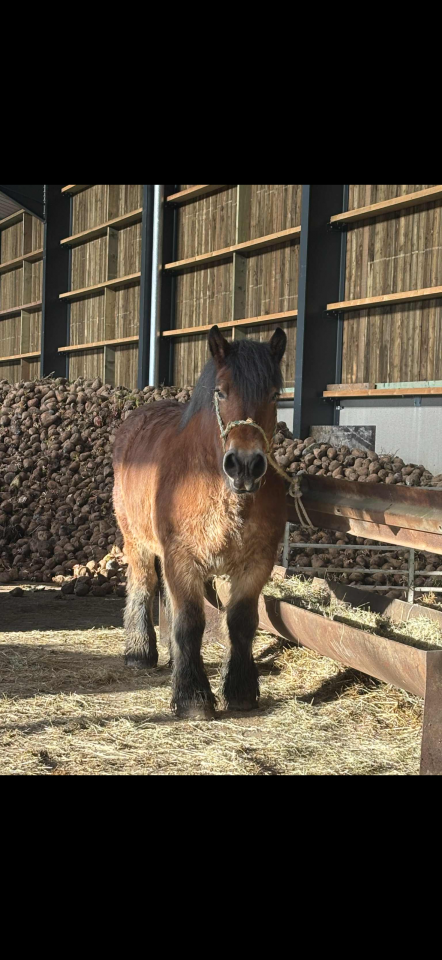 Jument trait Ardennais plein papier  