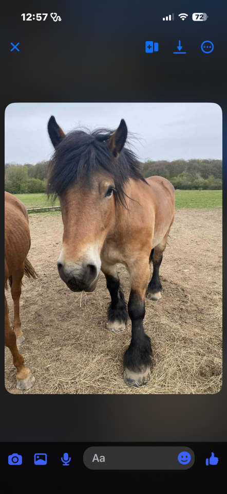 Jument trait Ardennais plein papier  