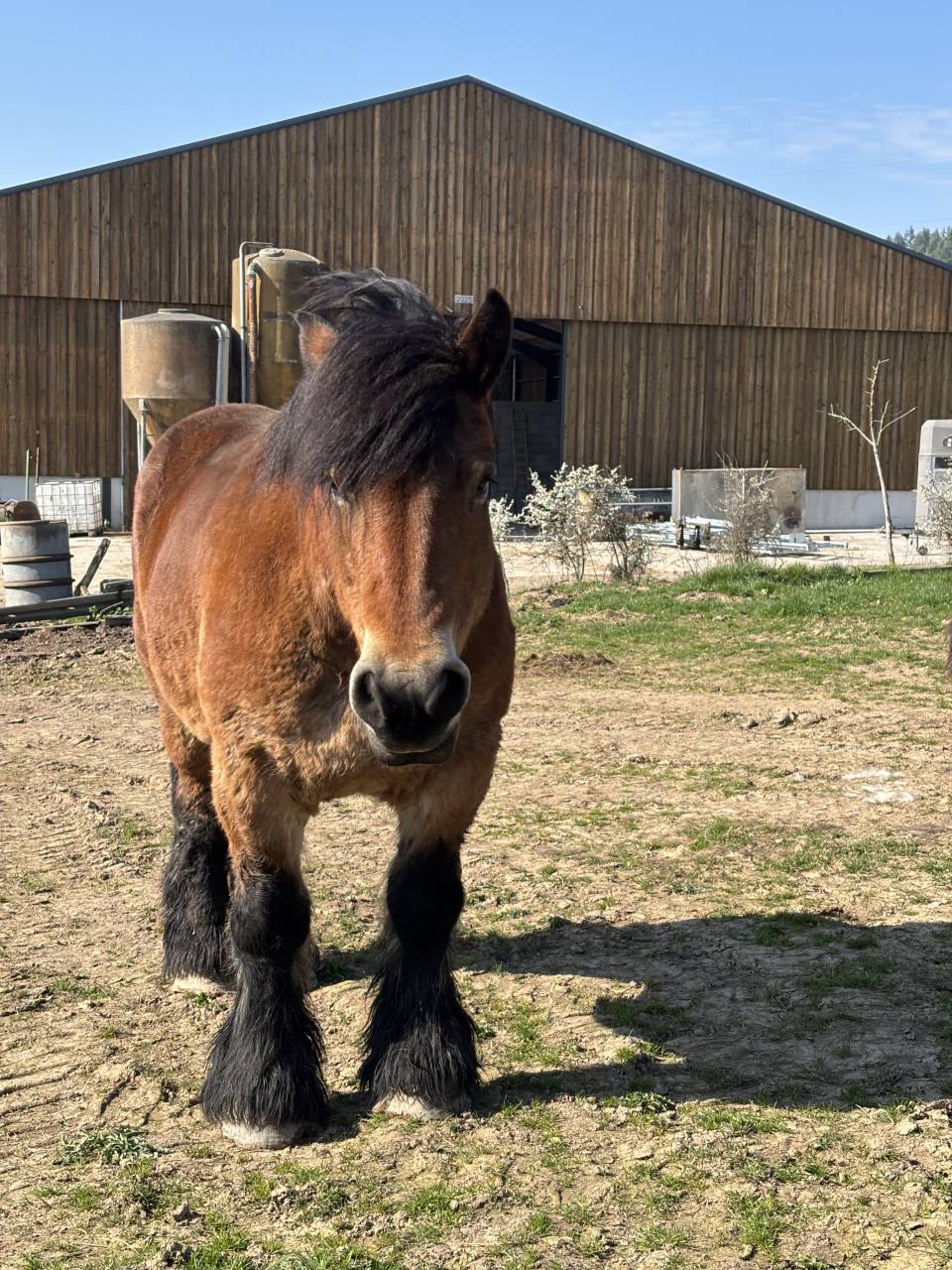 Jument trait Ardennais plein papier  