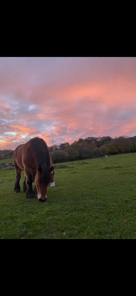 Jument trait Ardennais plein papier  