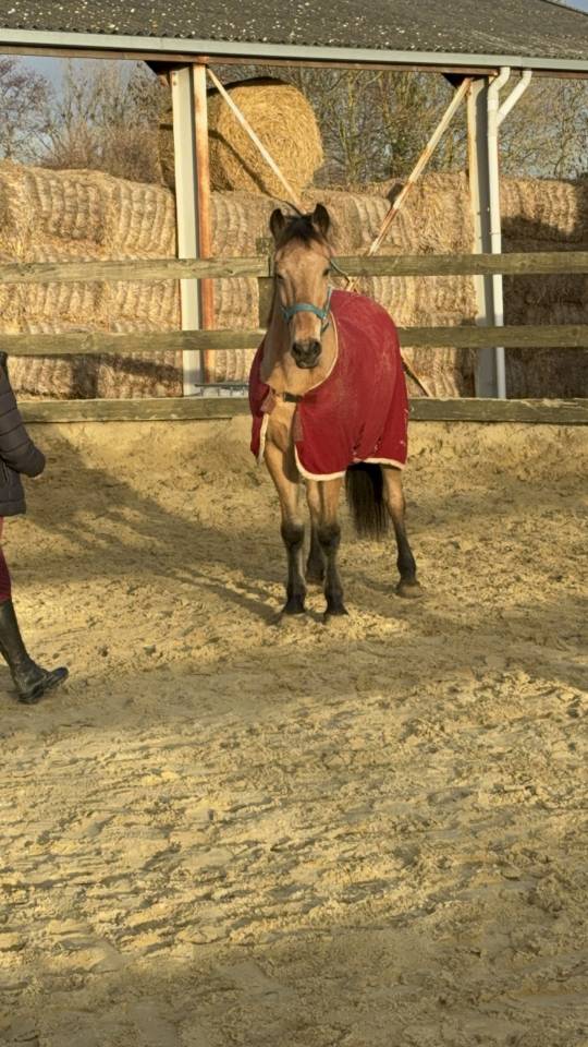 Poney &agrave; vendre 