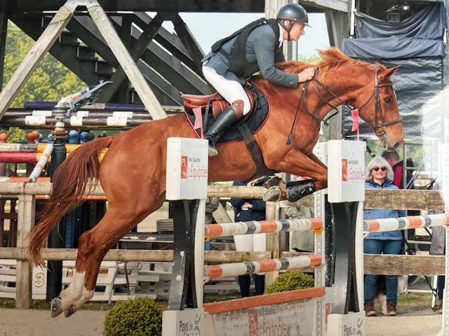 CHEVAL 13 ans  CSO, BALADES, DRESSAGE