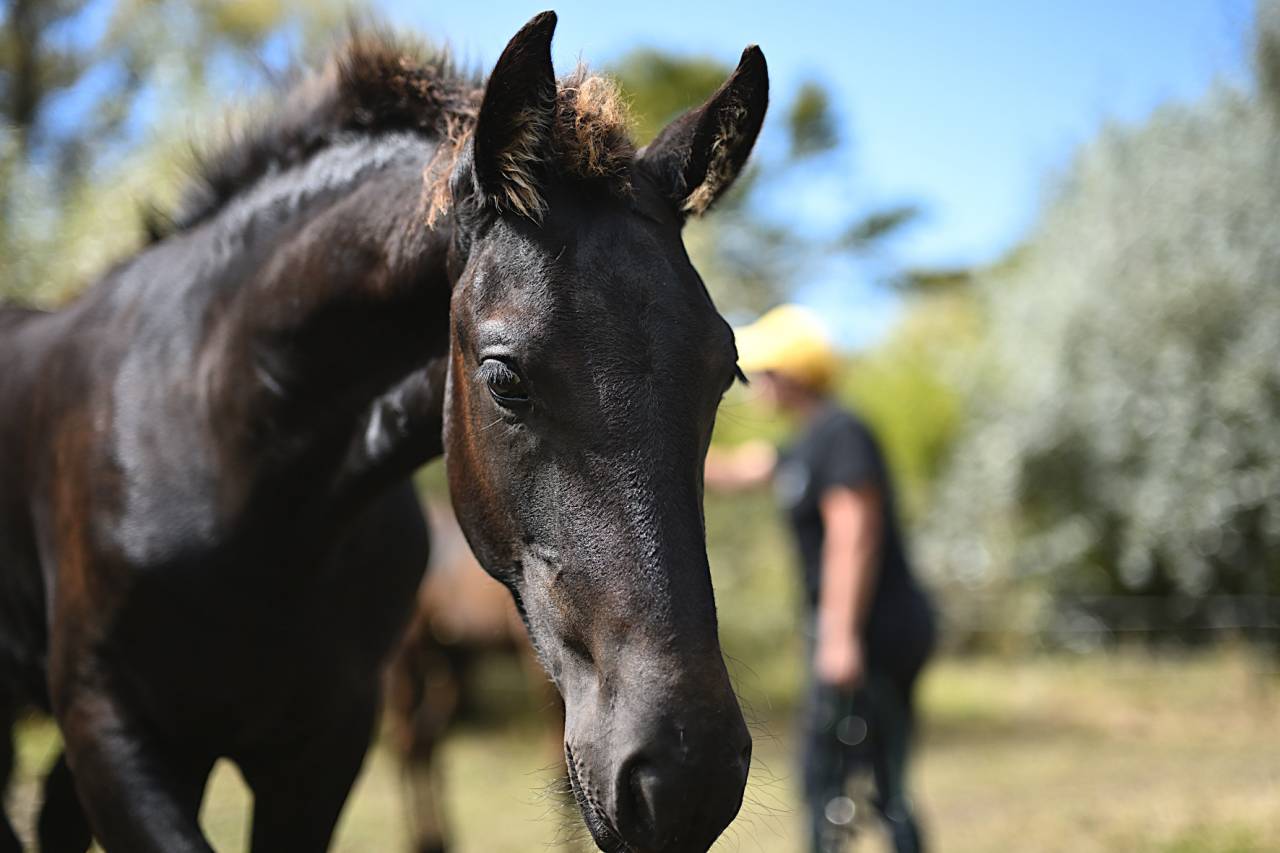 Poulain frison plein papier par Maurus 441 X Rindert 40