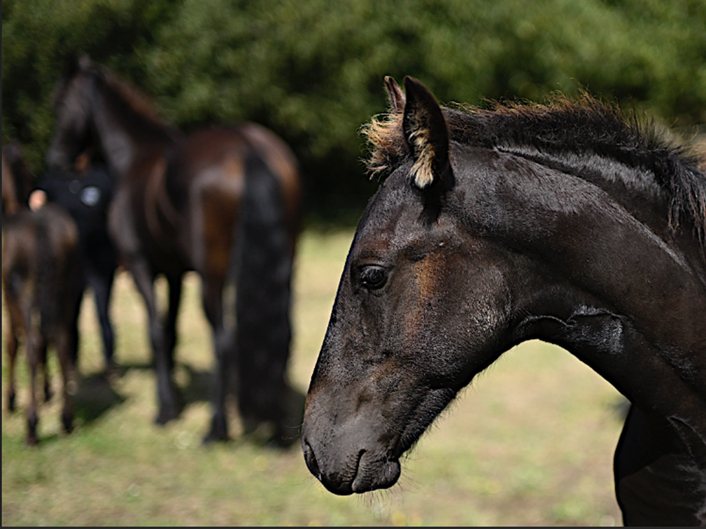 Poulain frison plein papier par Maurus 441 X Rindert 40