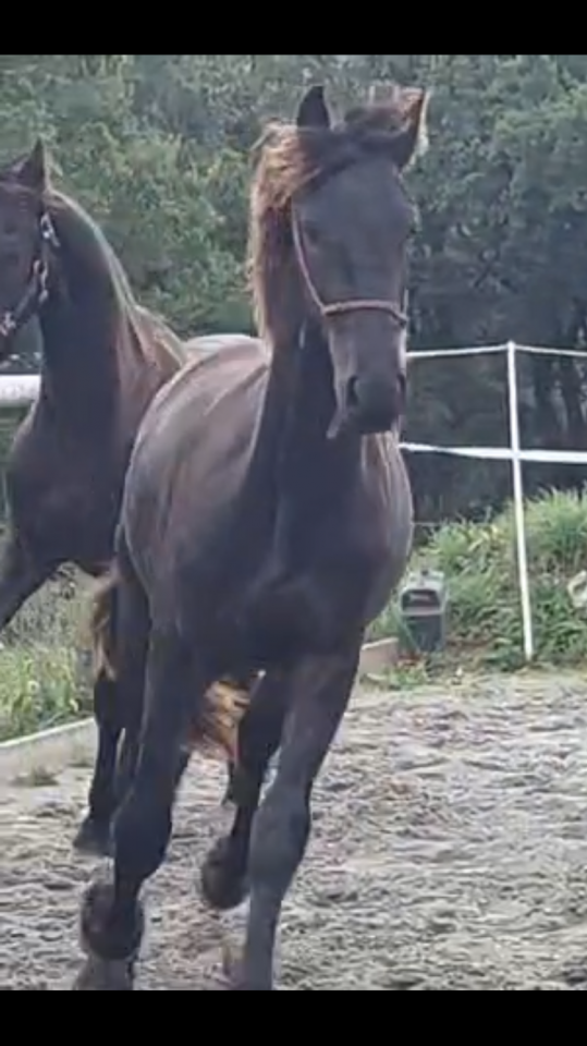 Poulain frison PP par Maurus 441 X Rindert 406