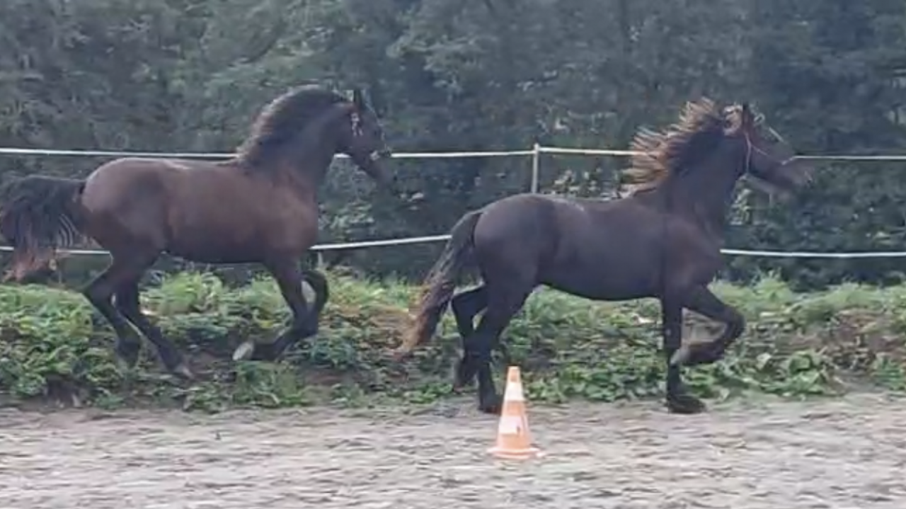 Poulain frison PP par Maurus 441 X Rindert 406