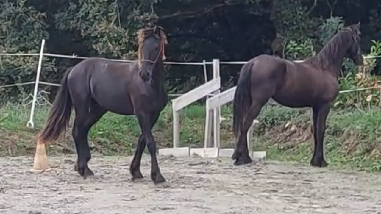 Poulain frison PP par Maurus 441 X Rindert 406